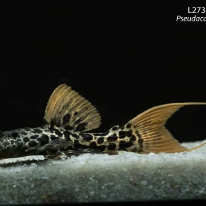 L273 Titanic Pleco