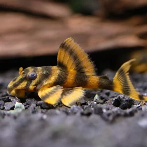 L306 Blood Red Tiger Pleco (Hypancistrus sp. L306) – Tank Bred