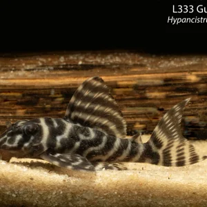 L333 Gurupa Pleco