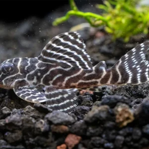 L333 King Tiger Pleco (Hypancistrus sp.)