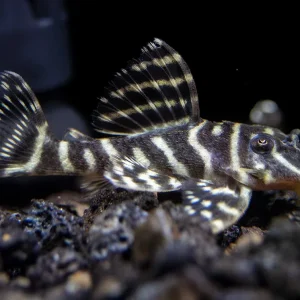 L340 Mega Clown AKA Imperial Tiger Pleco (Hypancistrus sp.)
