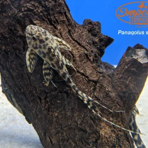 L351 Sachamama Pleco