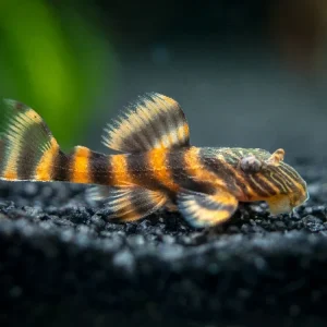 L397 Alenquer Tiger Pleco (Panaqolus sp.)