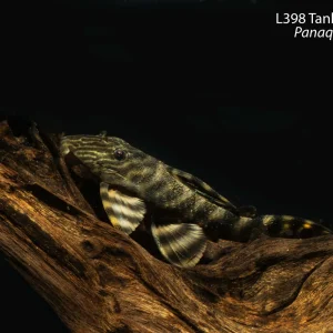 L398 Tanke Tiger Pleco