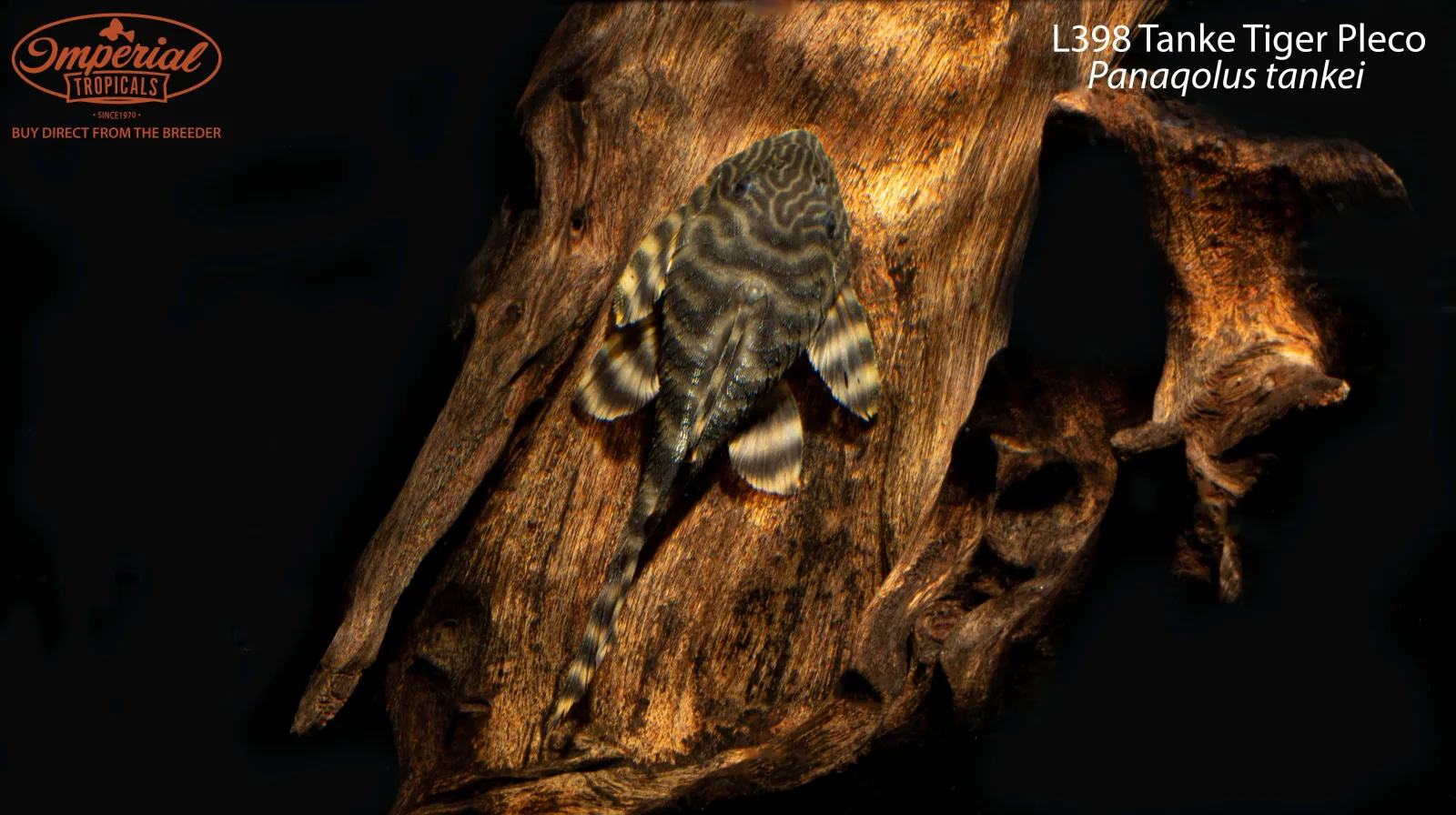 L398 Tanke Tiger Pleco - Image 2