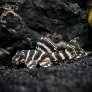 L401 Royal King Alenquer Pleco (Hypancistrus sp.), Tank-Bred!!!