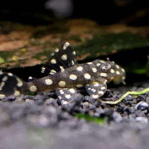 L471 White Spotted Dwarf Hypancistrus AKA Mini Snowball Pleco (Hypancistrus sp.)