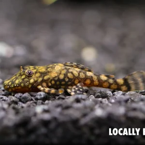 L528 Pleco - Rio Paraguay Bristlenose Pleco (Ancistrus sp. "Rio Paraguay") – Tank-Bred