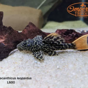 L600 Leopard Cactus Pleco