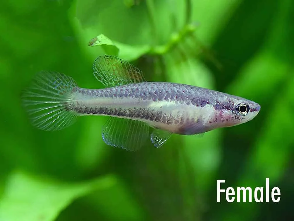 Lagos Red Killifish (Aphyosemion bivittatum "Lagos") - Tank Bred - Image 2
