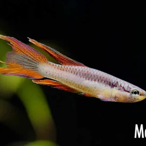 Lagos Red Killifish (Aphyosemion bivittatum "Lagos") - Tank Bred