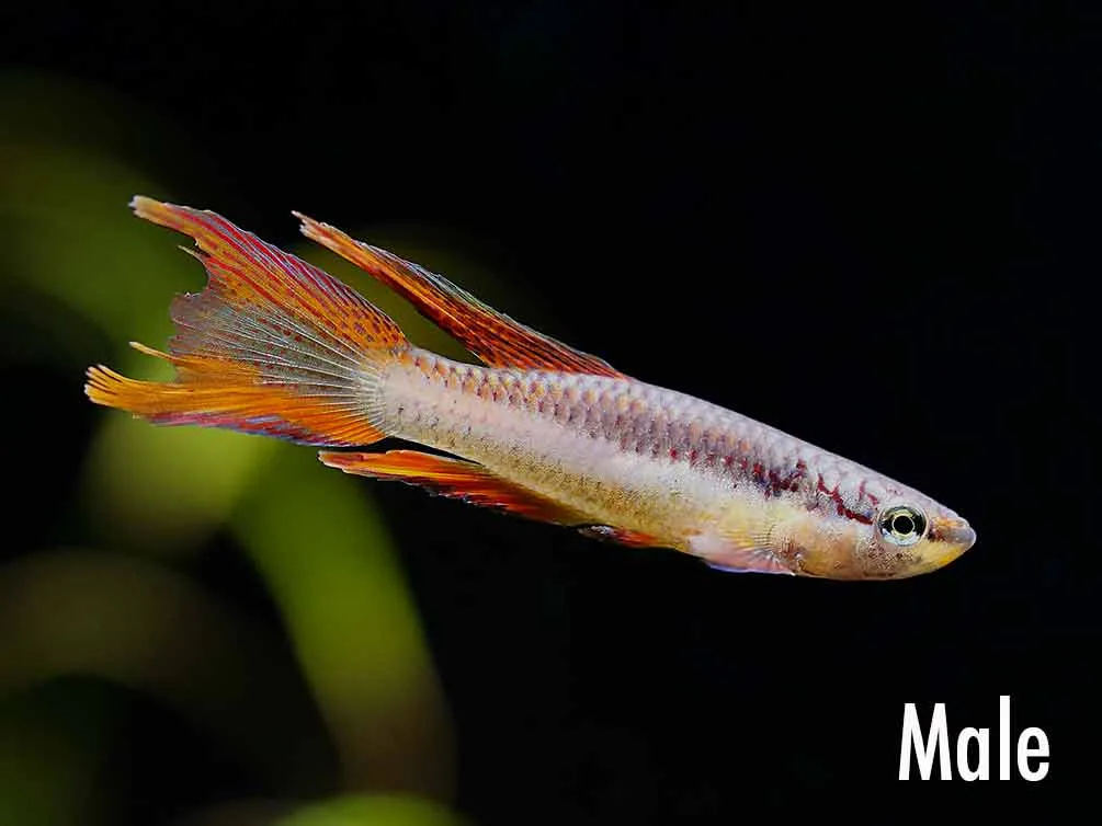 Lagos Red Killifish (Aphyosemion bivittatum "Lagos") - Tank Bred