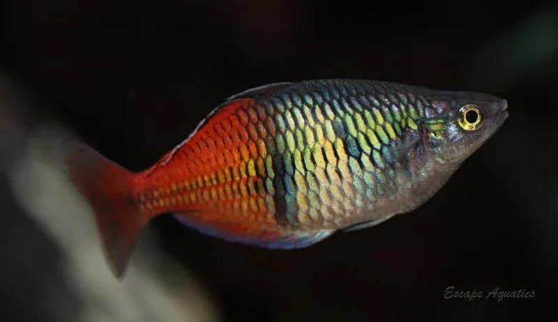 Lake Aytinjo Boesemani Rainbowfish - Image 2