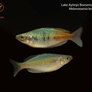 Lake Aytinjo Boesemani Rainbowfish