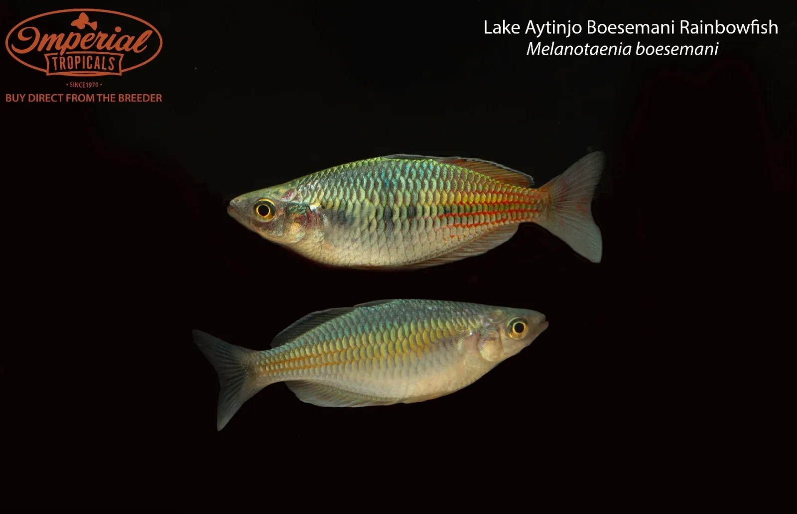 Lake Aytinjo Boesemani Rainbowfish