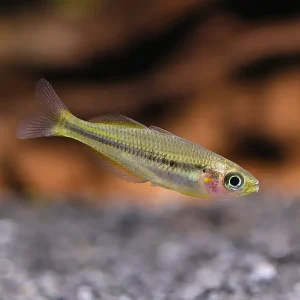 Lake Tebera Rainbowfish (Melanotaenia herbertaxelrodi) – Tank-Bred