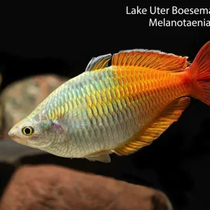 Lake Uter Boesemani Rainbowfish