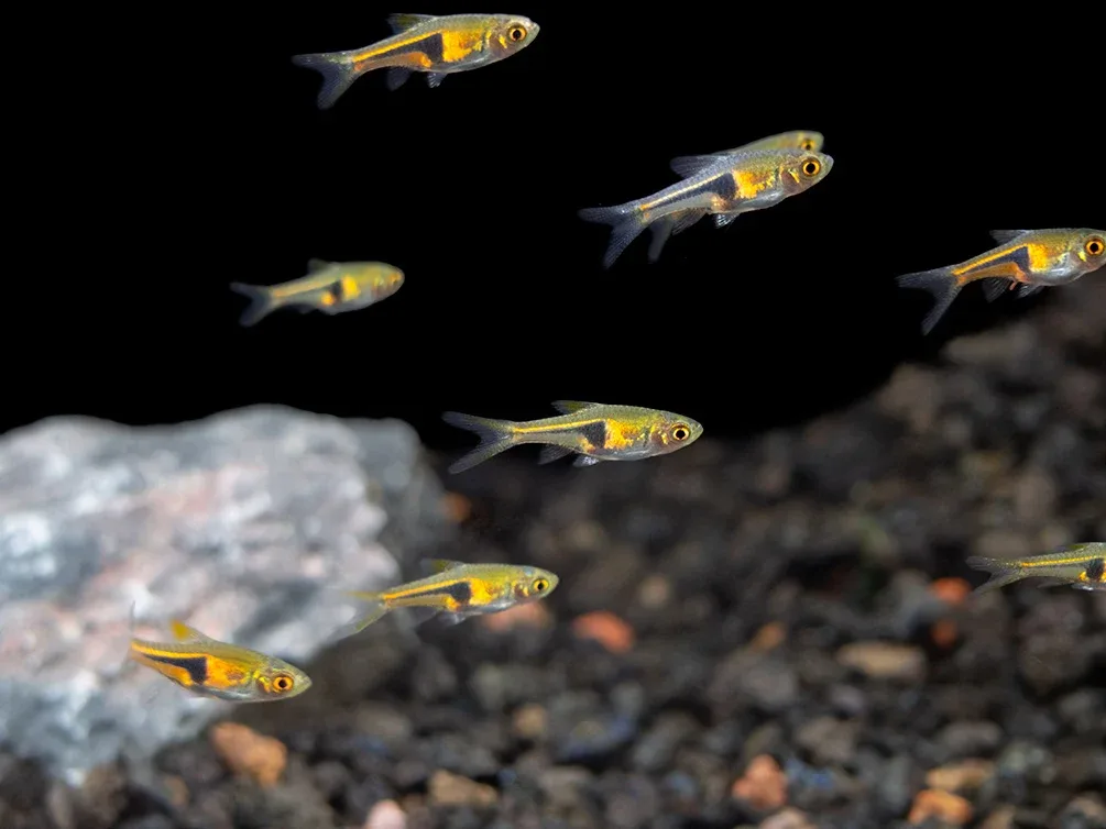 Lambchop Rasbora (Trigonostigma espei) - Image 2