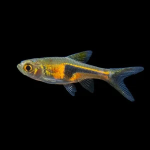 Lambchop Rasbora (Trigonostigma espei)