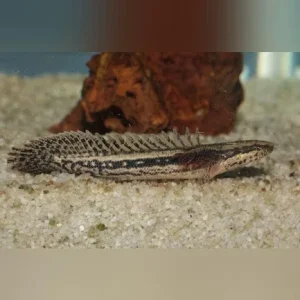 Lapradei Bichir