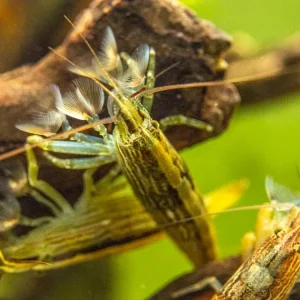 LARGE Bamboo Shrimp (Atyopsis spinipes) aka Singapore Flower Shrimp