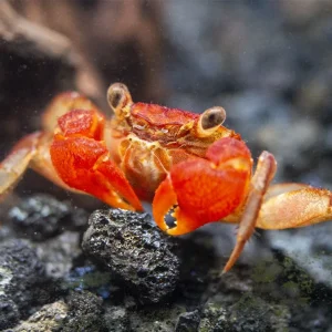Lars's Maroon Red Vampire Crab (Geosesarma larsi)