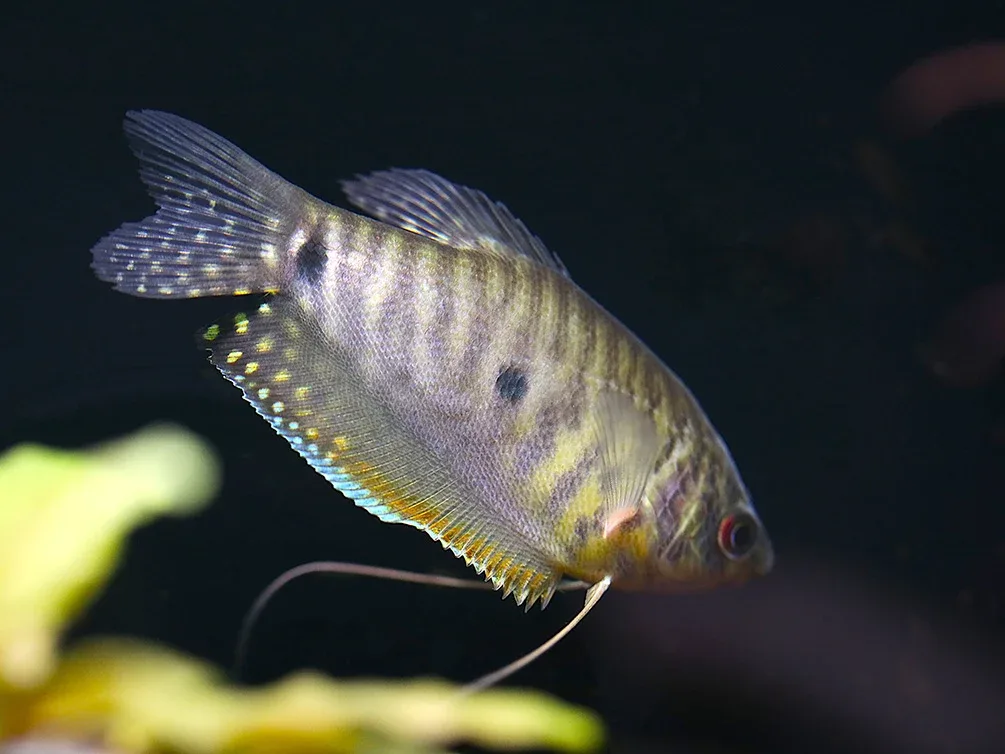 Lavender Gourami (Trichopodus trichopterus) Tank Bred - Image 2