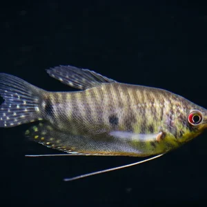 Lavender Gourami (Trichopodus trichopterus) Tank Bred