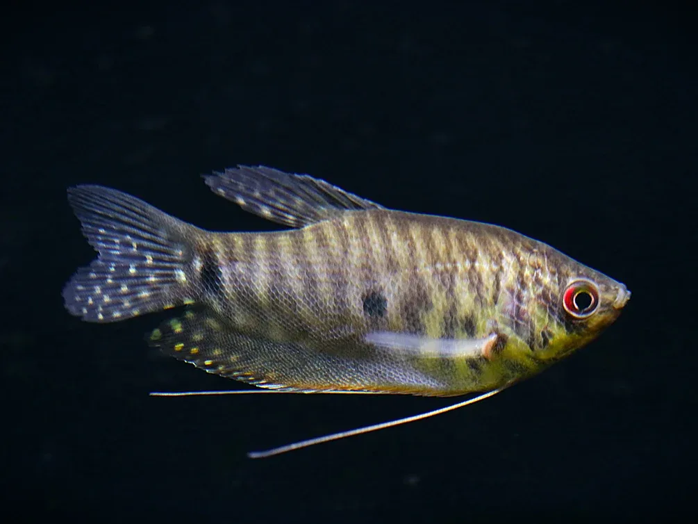 Lavender Gourami (Trichopodus trichopterus) Tank Bred