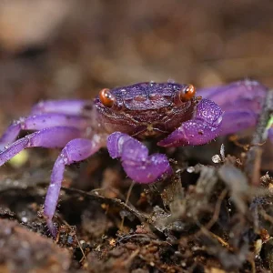 Lavender Vampire Crab (Geosesarma sp. "Pitya")