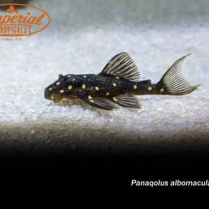 LDA031 Mustard Spot Pleco