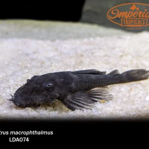 LDA074 Blue Medusa Pleco