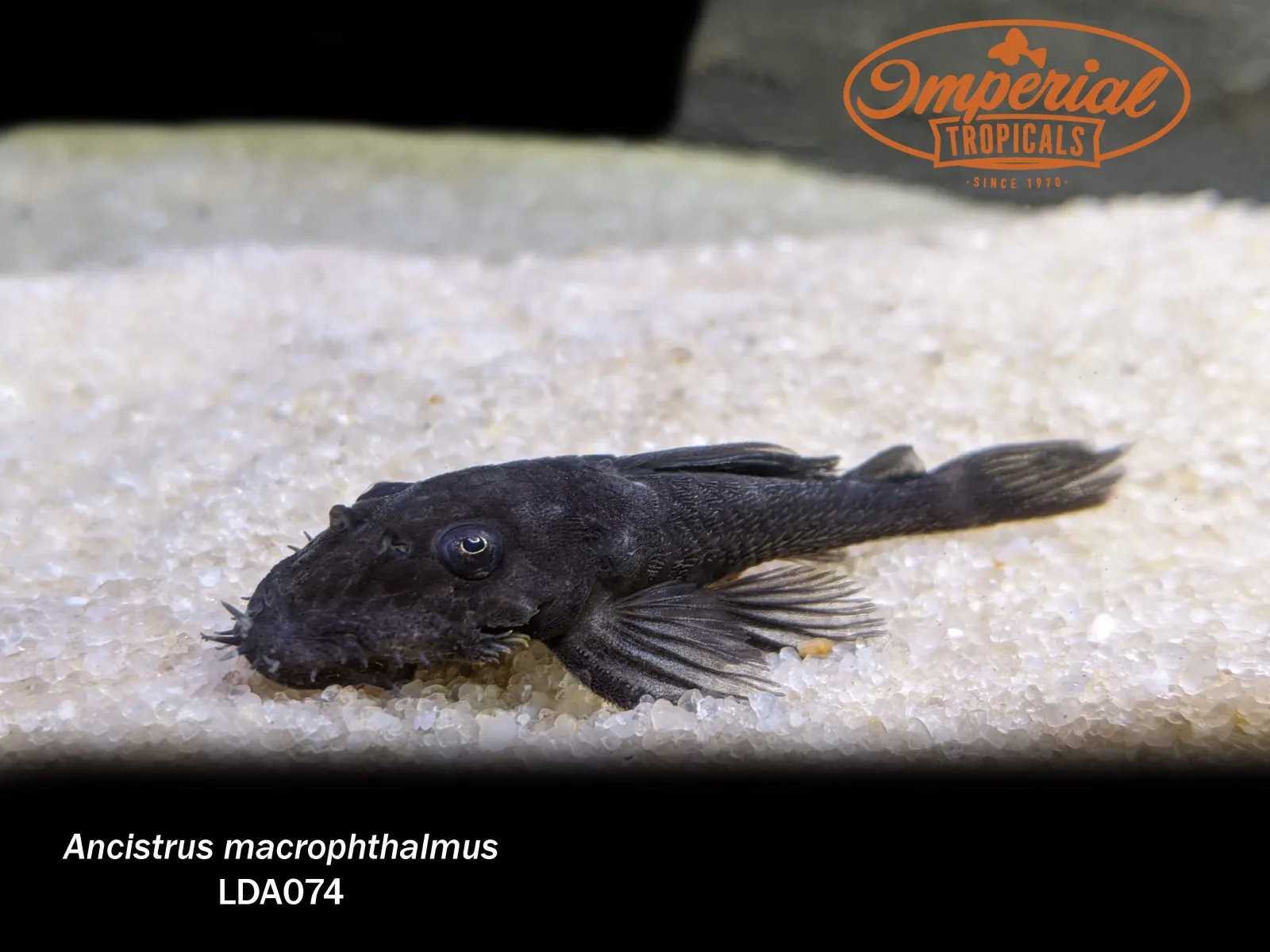 LDA074 Blue Medusa Pleco