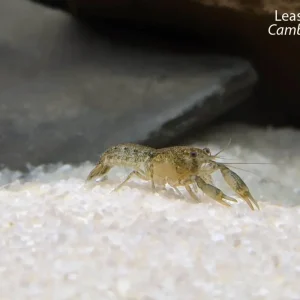 Least Dwarf Crayfish