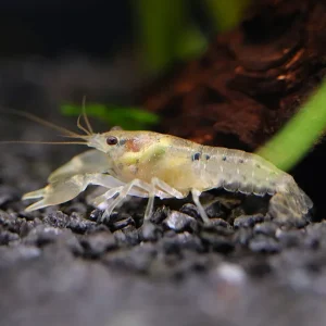 Least Dwarf Crayfish/Mini Lobster (Cambarellus diminutus), Tank-Bred