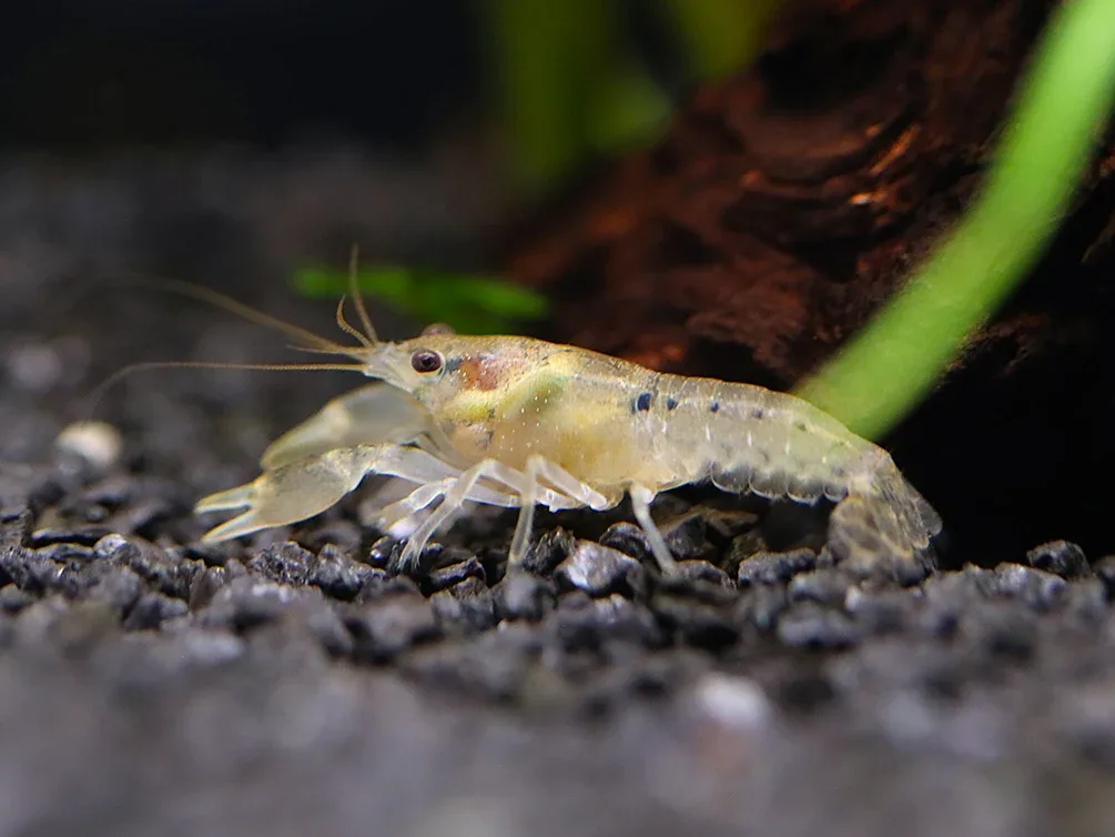Least Dwarf Crayfish/Mini Lobster (Cambarellus diminutus), Tank-Bred