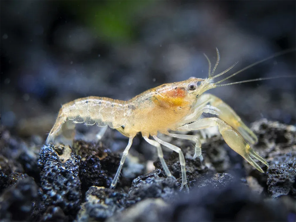 Least Dwarf Crayfish/Mini Lobster (Cambarellus diminutus), Tank-Bred - Image 2