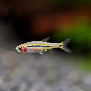 Least Rasbora (Boraras urophthalmoides)
