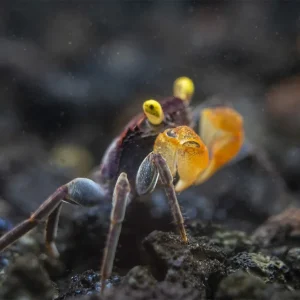 Lecaude Vampire Crab (Geosesarma sp.)