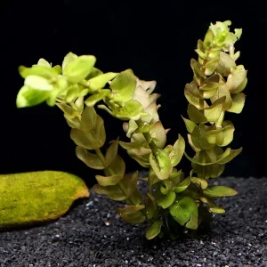 Lemon Bacopa (Bacopa caroliniana)