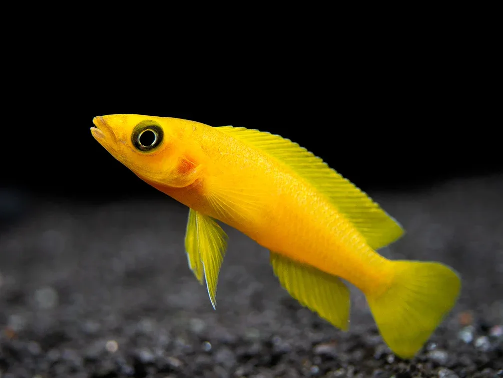 Lemon Cichlid (Neolamprologus leleupi), Tank-Bred - Image 2