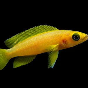 Lemon Cichlid (Neolamprologus leleupi), Tank-Bred