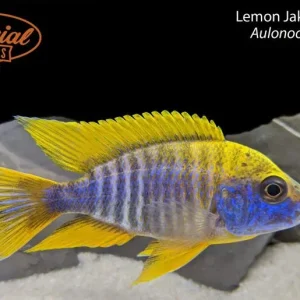 Lemon Jake Peacock