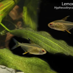 Lemon Tetra