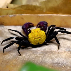 Lemon Vampire Crab (Geosesarma sp. “Lemon”)