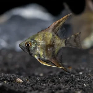 Leopard Angelfish (Pterophyllum scalare), TANK-BRED!