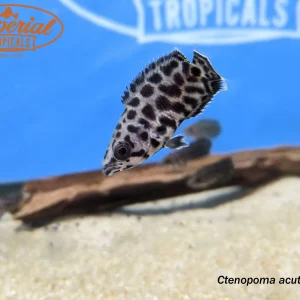 Leopard Bushfish
