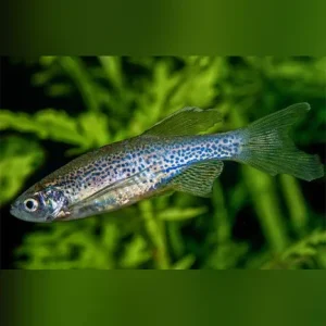 Leopard Danio