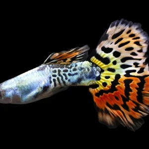 Leopard Guppy (Poecilia reticulata) - Tank Bred