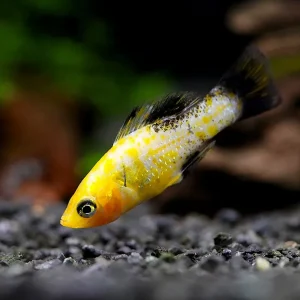 Leopard Molly (Poecilia sphenops) – Tank Bred